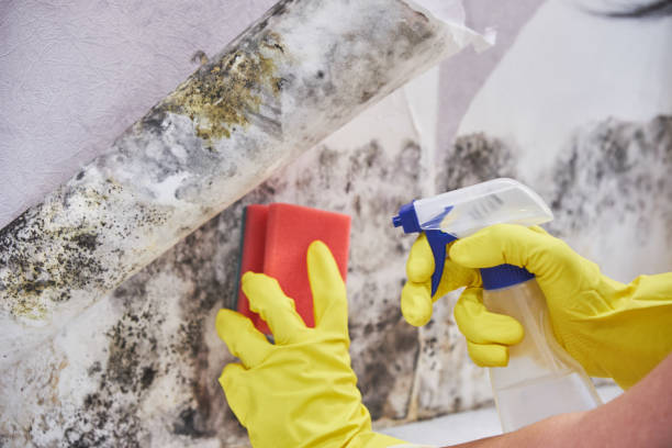 Best Black Mold Removal  in Largo, FL